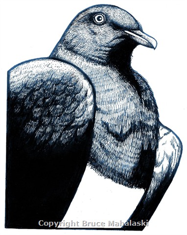  Kereru - Native Wood Pigeon - Picture